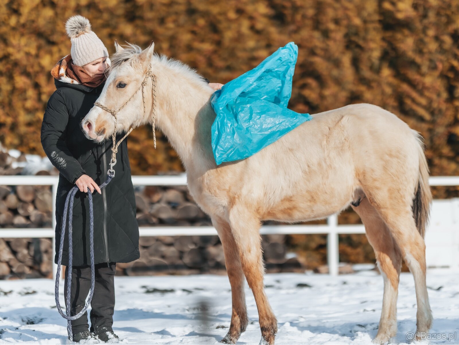 Luksusowy ogierek - 2