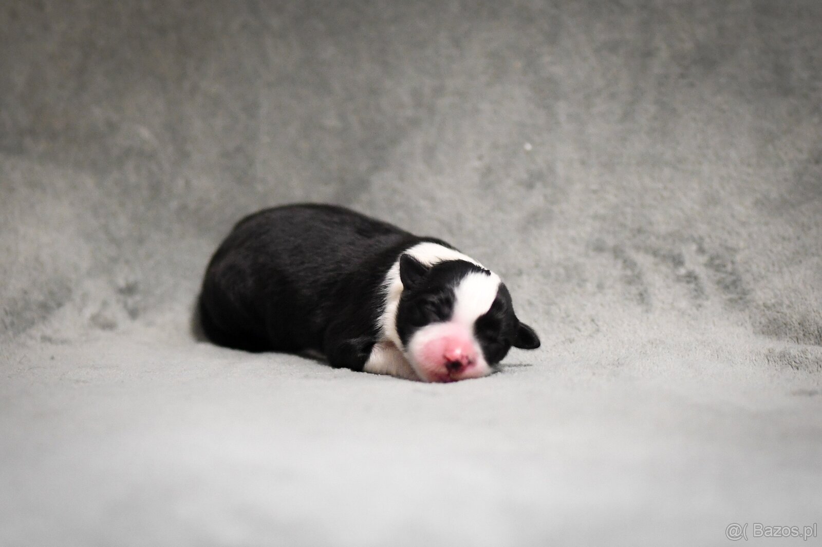 Border collie - 2