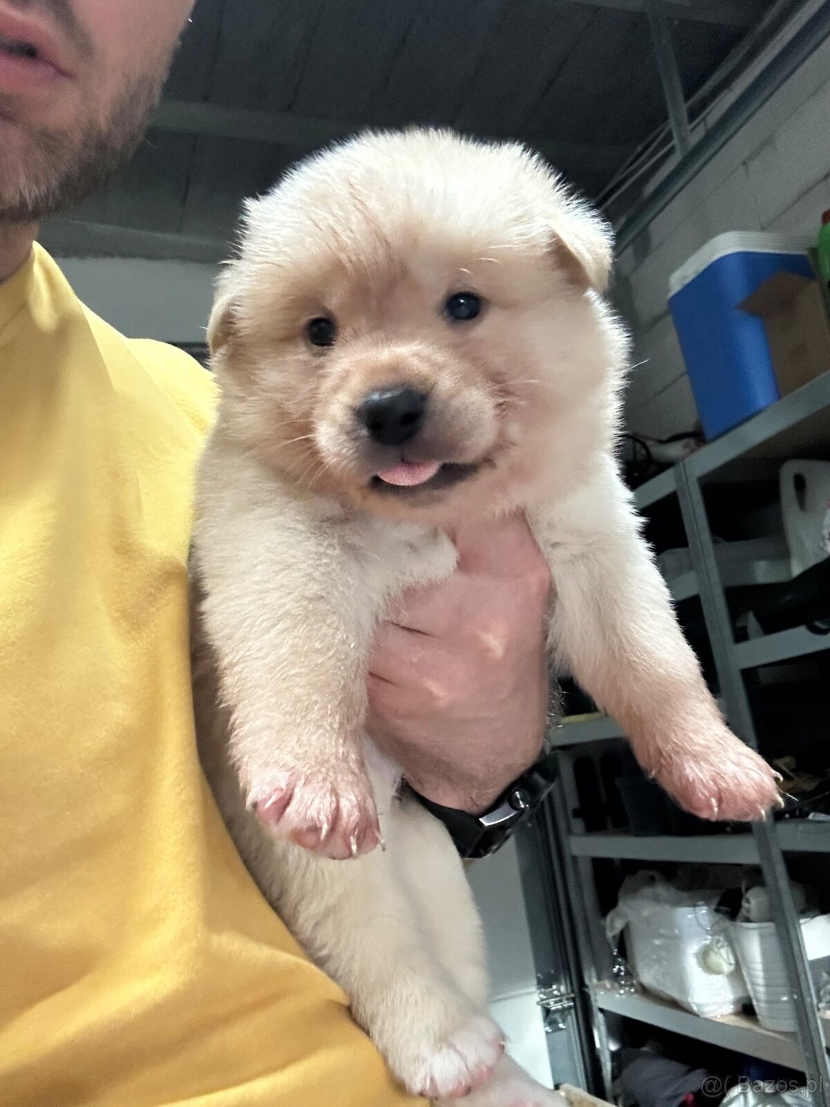 Oddam w dobre ręce cztery urocze szczeniaki akita inu - 2