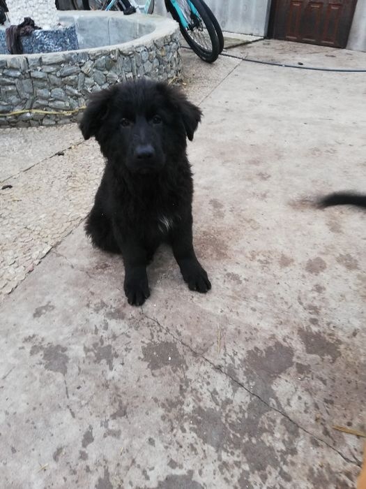 Szczeniak owczarka niemieckiego - 2