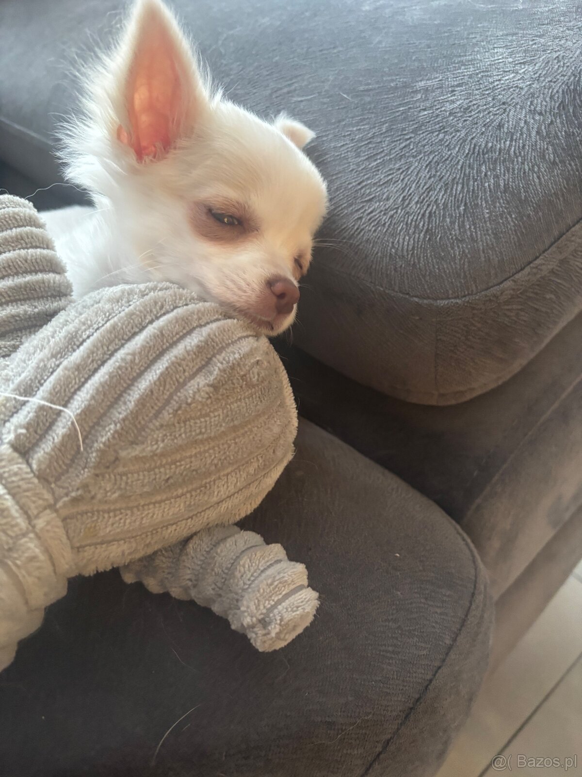 Śliczna dziewczynka długowłosa Chihuahua - 2