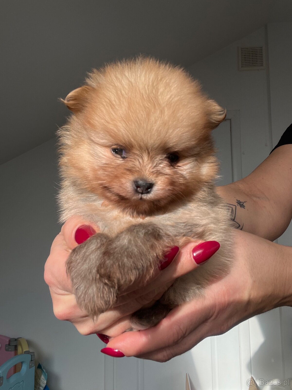 Pomeranian/ Szpic miniaturowy - 2