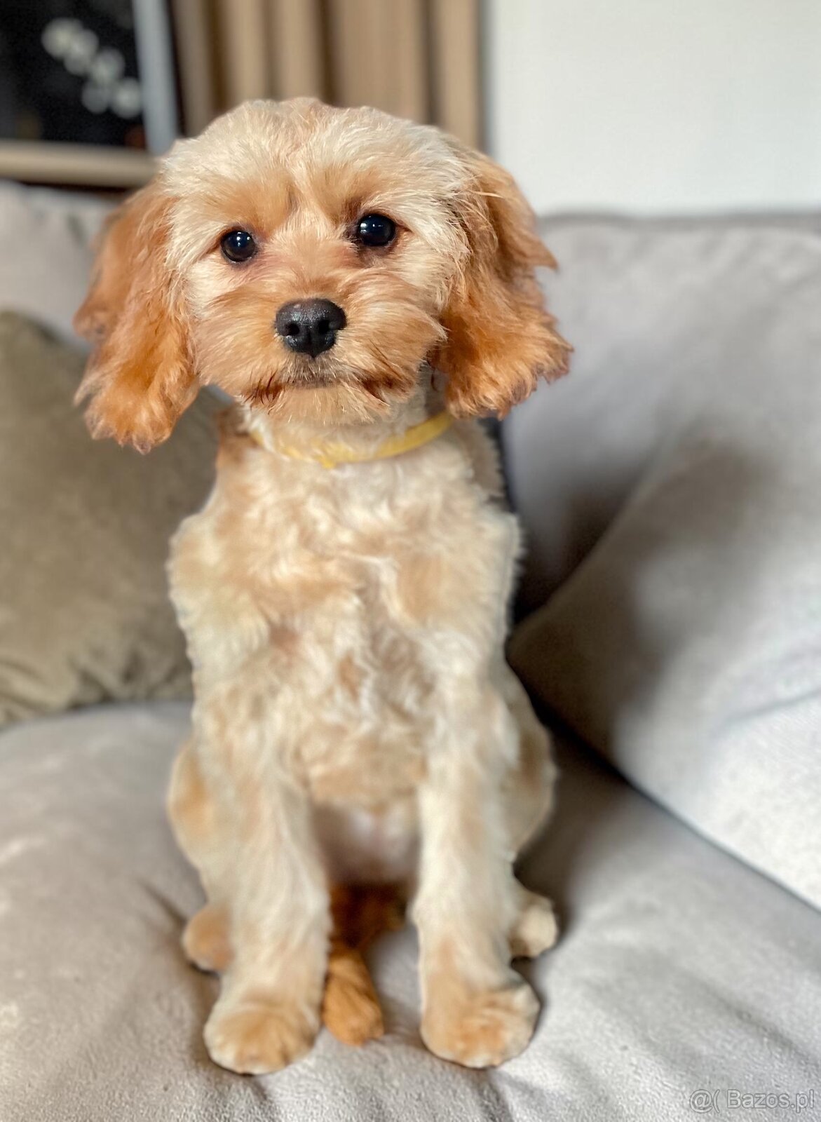 Cavapoo sunia - 2