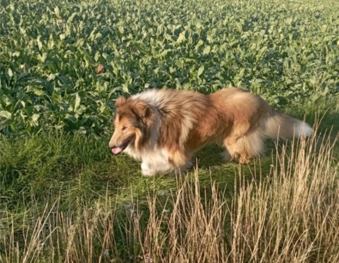 Reproduktor owczarek Szkocki - 2