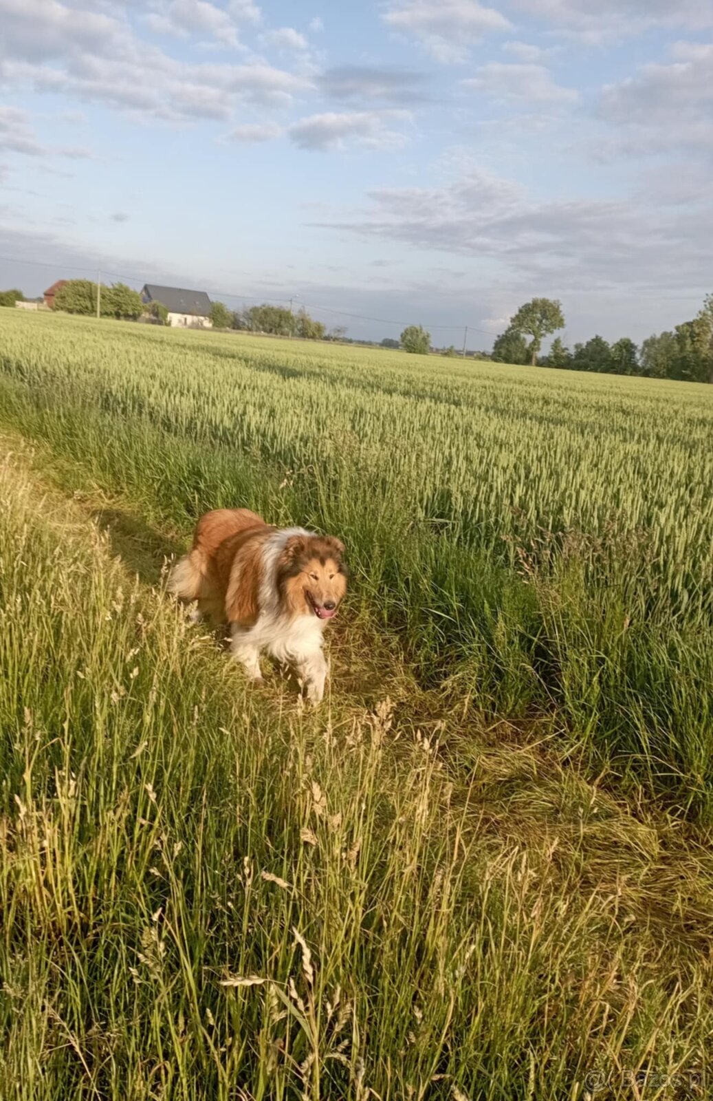 owczarek Szkocki - 2