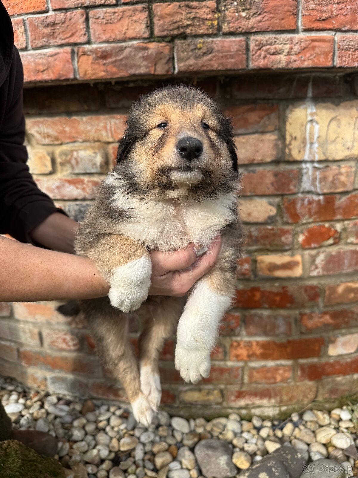 owczarek szkocki - 2