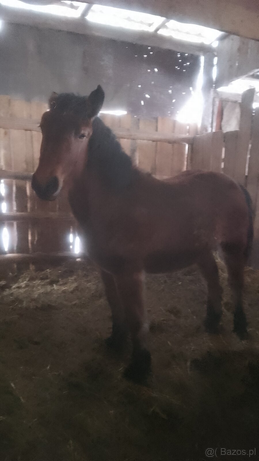 Sprzedam zrebice zimnokwista - 2