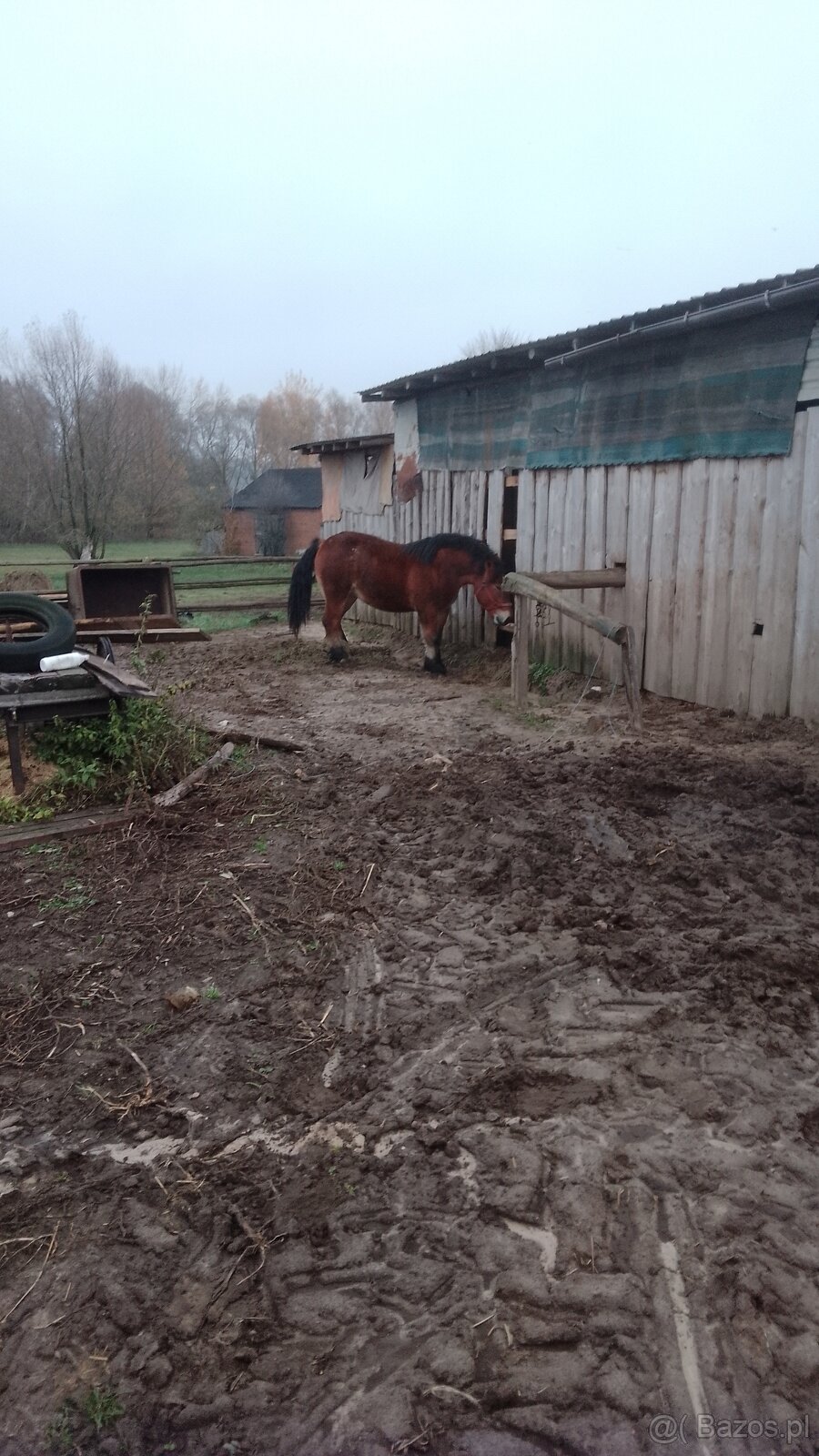 Sprzedam dwie klacze zimnokwiste zrebne - 2