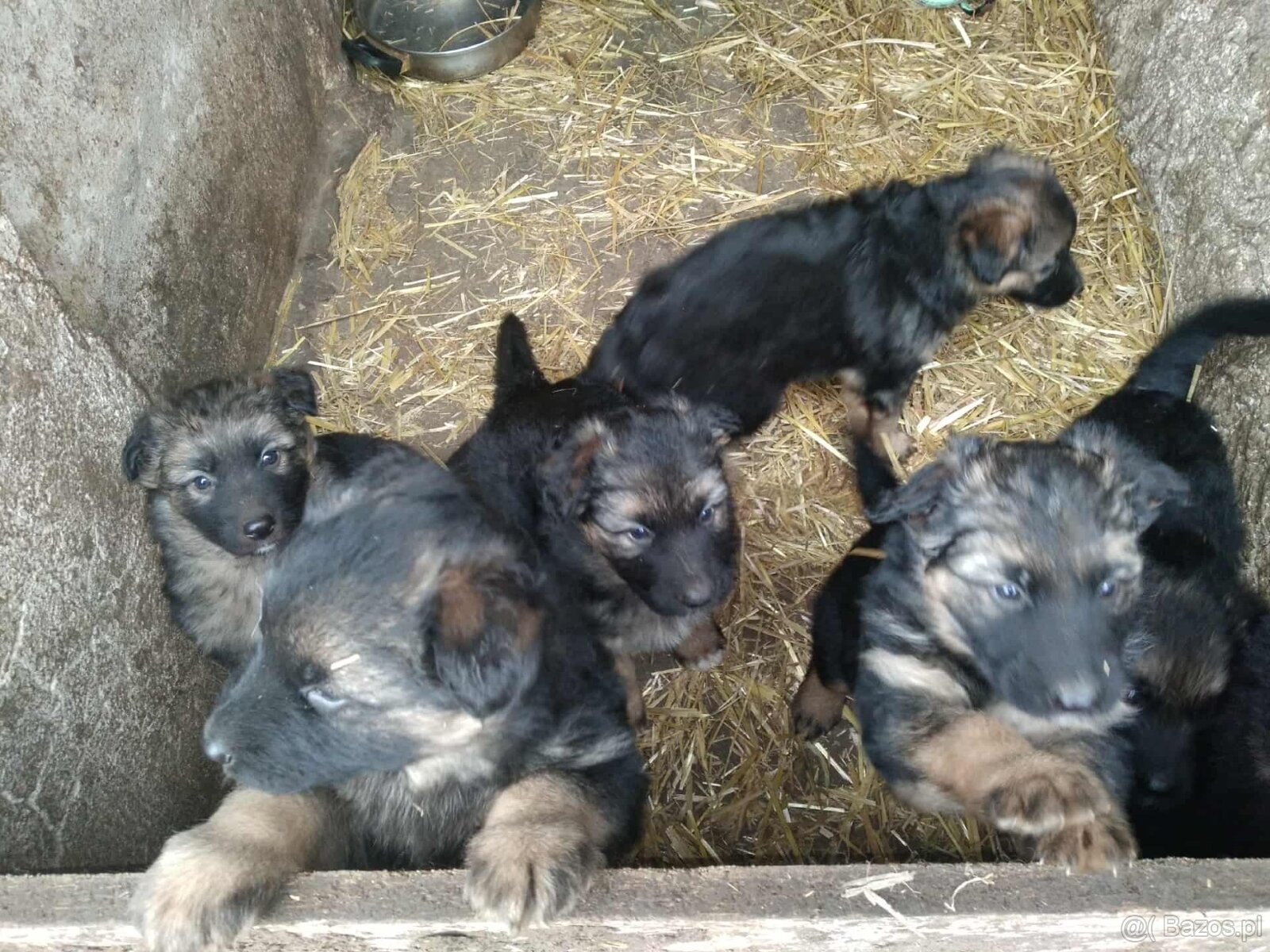 Owczarki niemieckie długowłose - 2