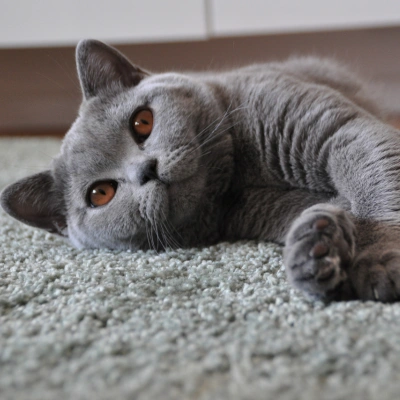 Kocięta brytyjskie krótkowłose - 2