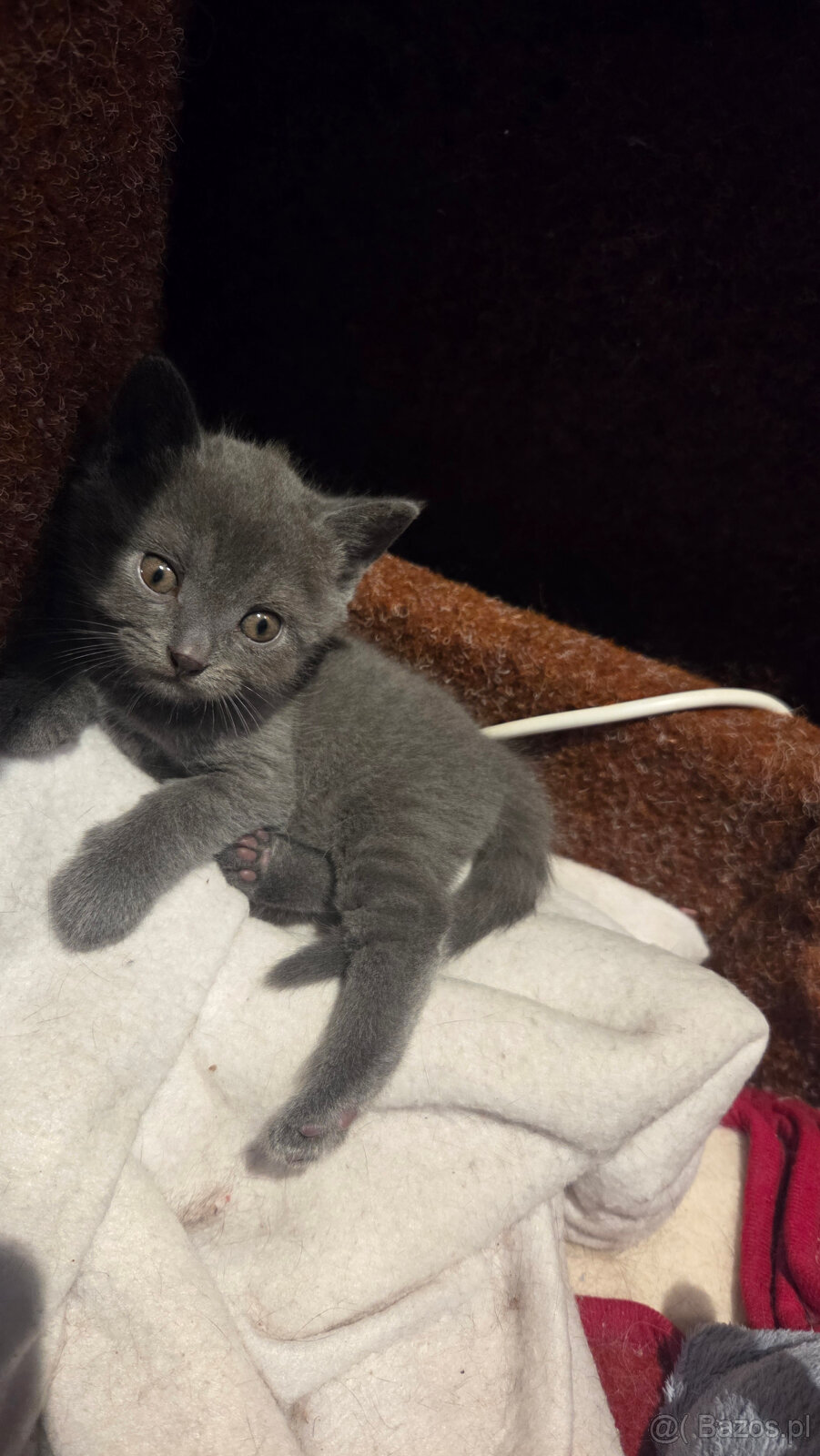 Kocięta kartuskie (Chartreux) z rodowodem FIFe na sprzedaż - 2