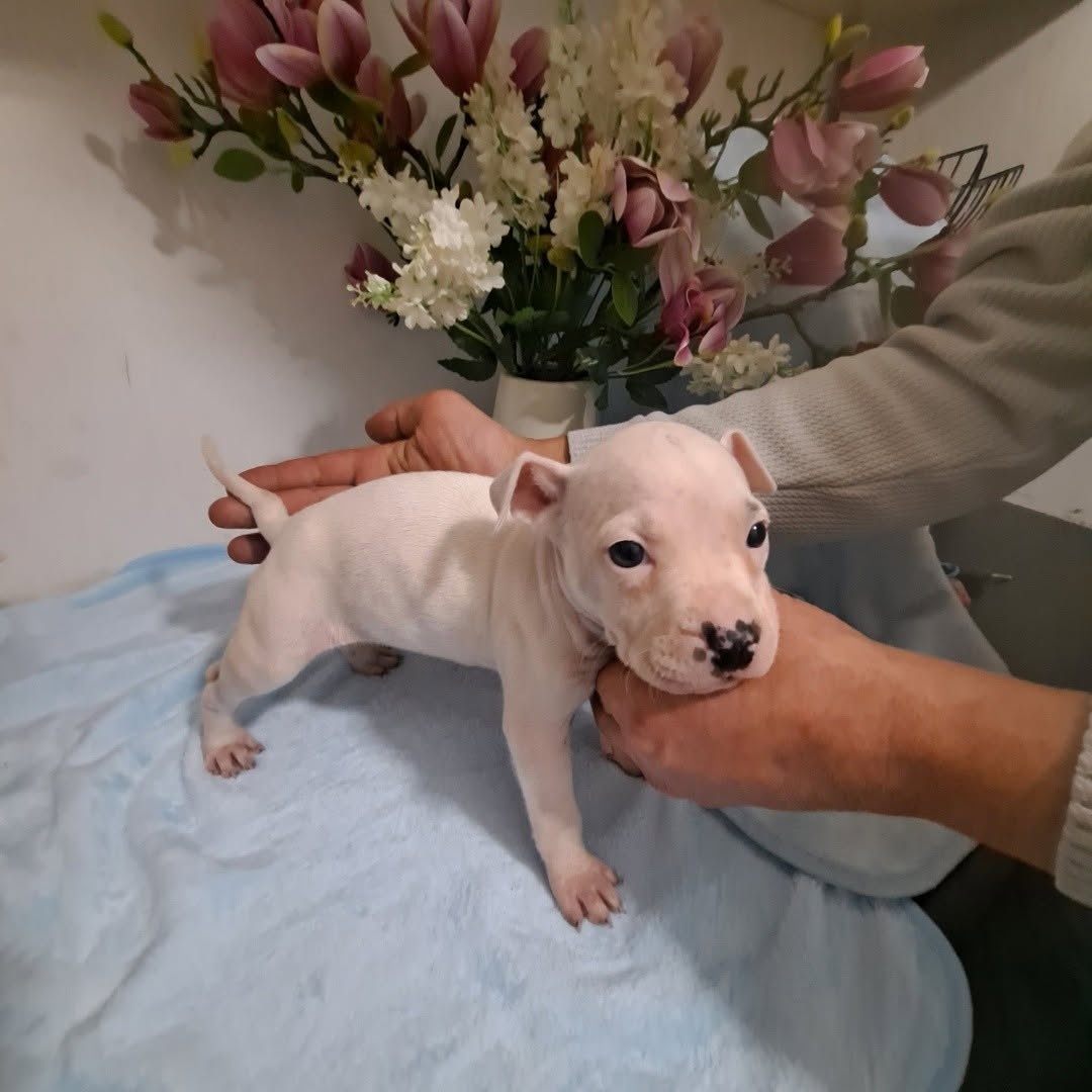 Gotowe do zmiany domku - 2