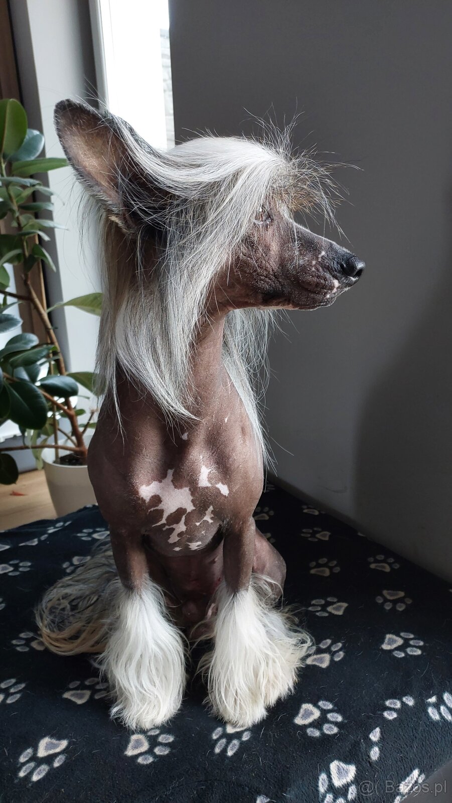 Chiński Grzywacz ZKwP/FCI Reproduktor - 2