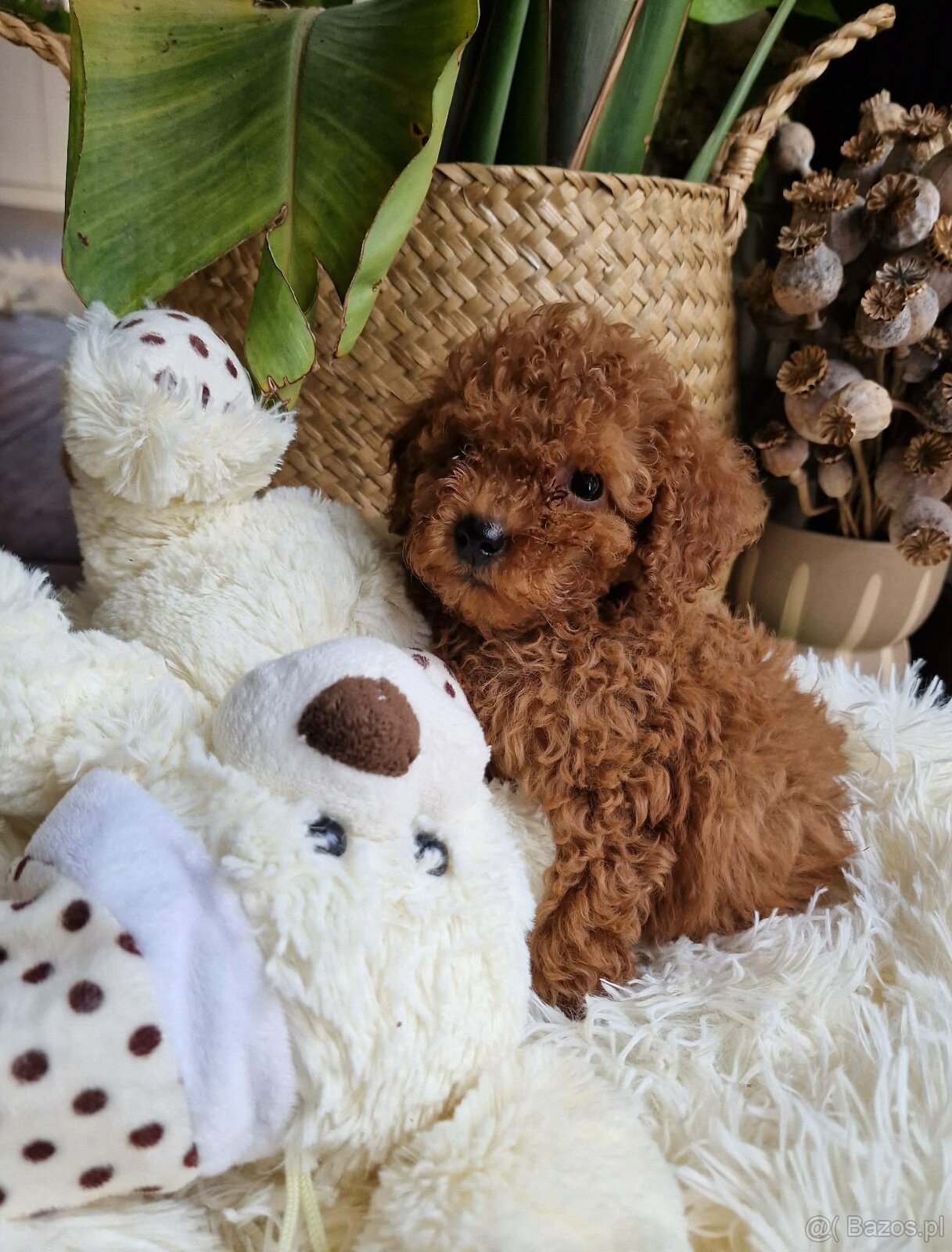 Pudel toy chlopczyk badania genetyczne - 2