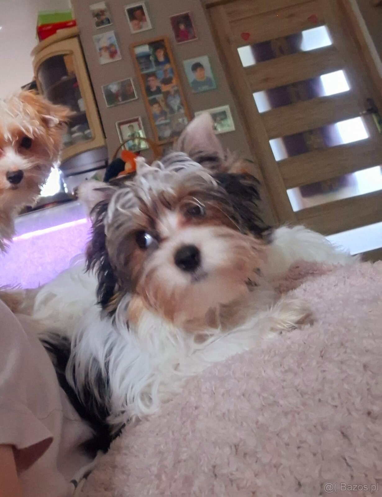 Yorkshire terrier xs - 2