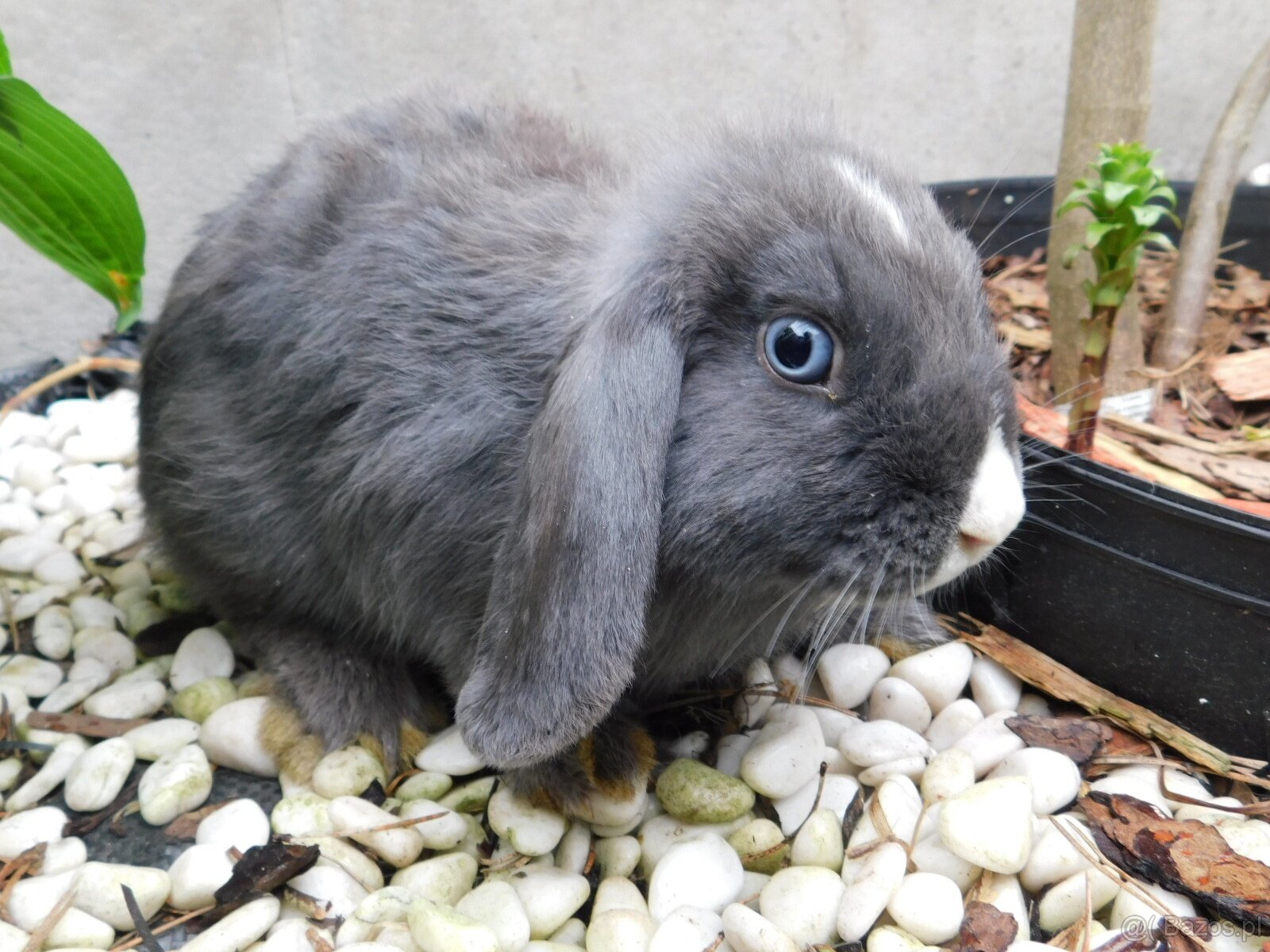 Samiczka niebieska baranka mini lop - 2