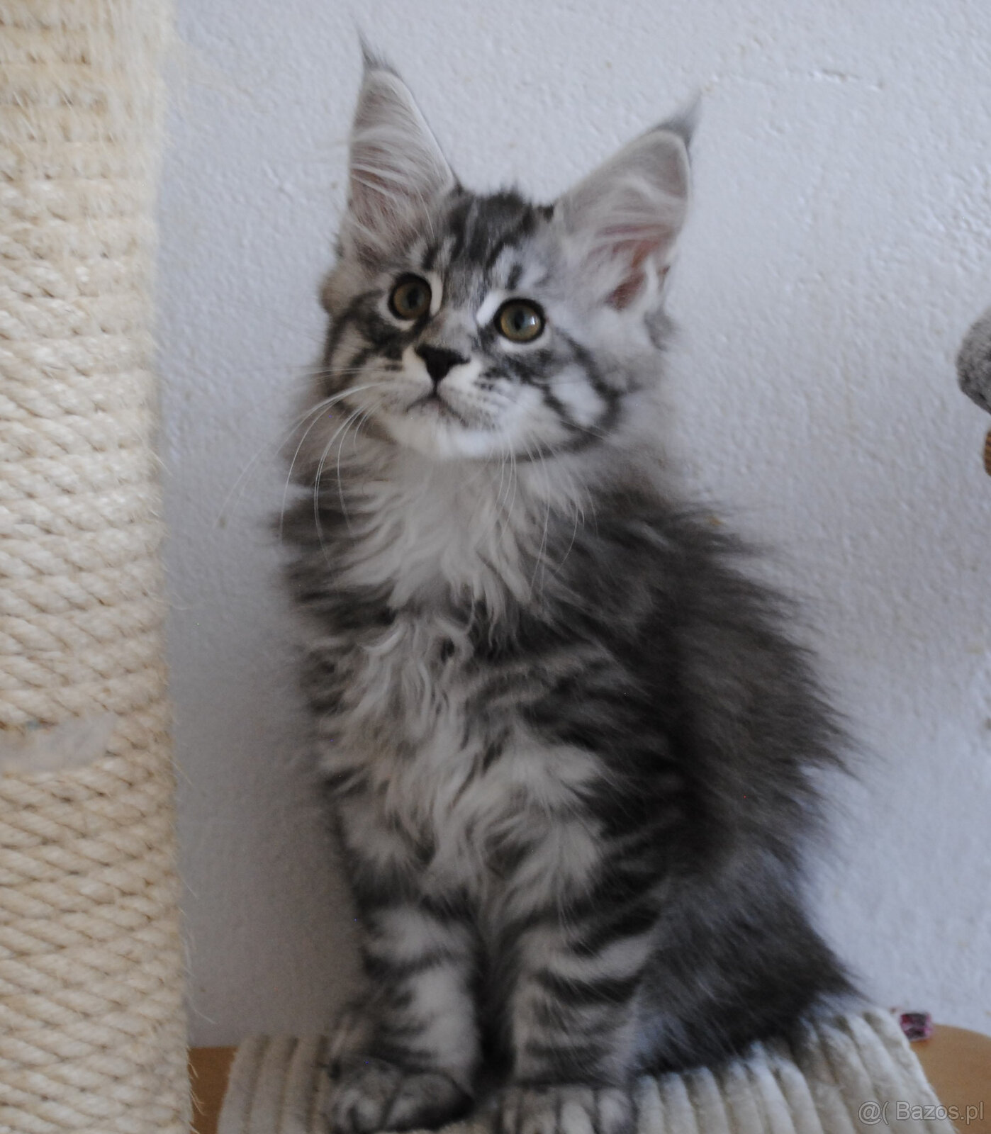 Śliczny srebrzysty kocurek maine coon - 2