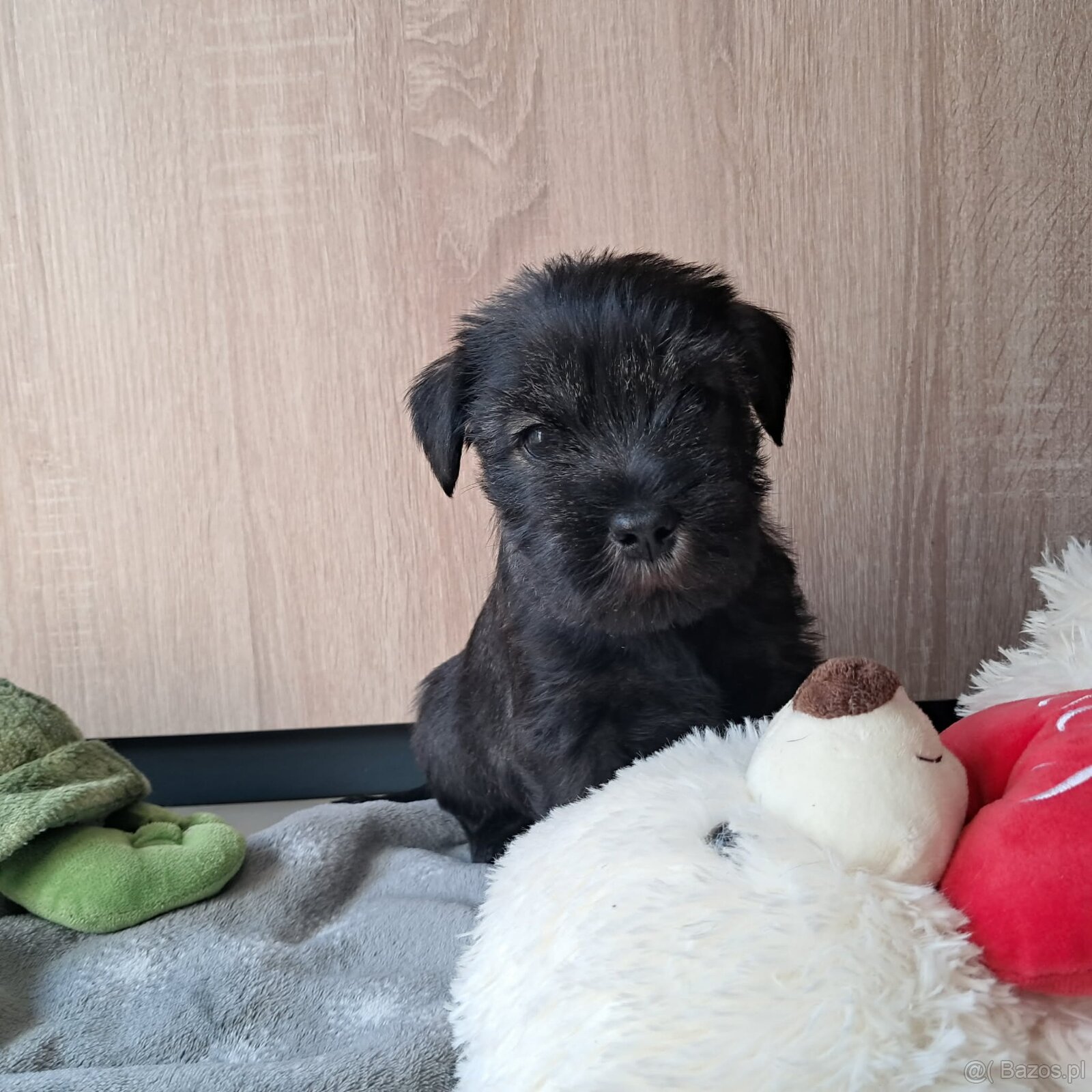 samiec-sznaucer średni pieprz i sół - 2