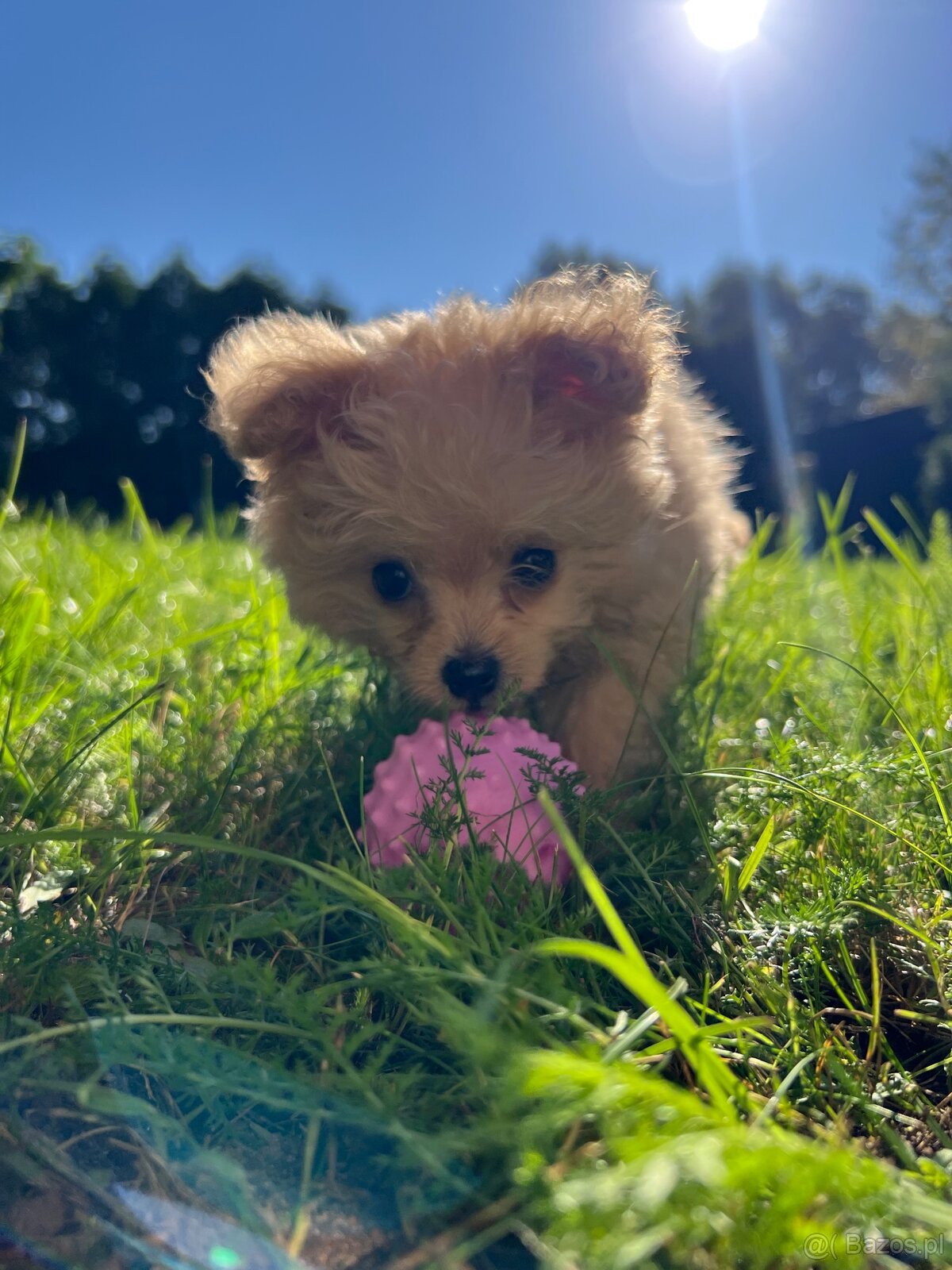 Piesek Pomapoo Maltipoo Miniaturka puchaty miś pies z rodowo - 2
