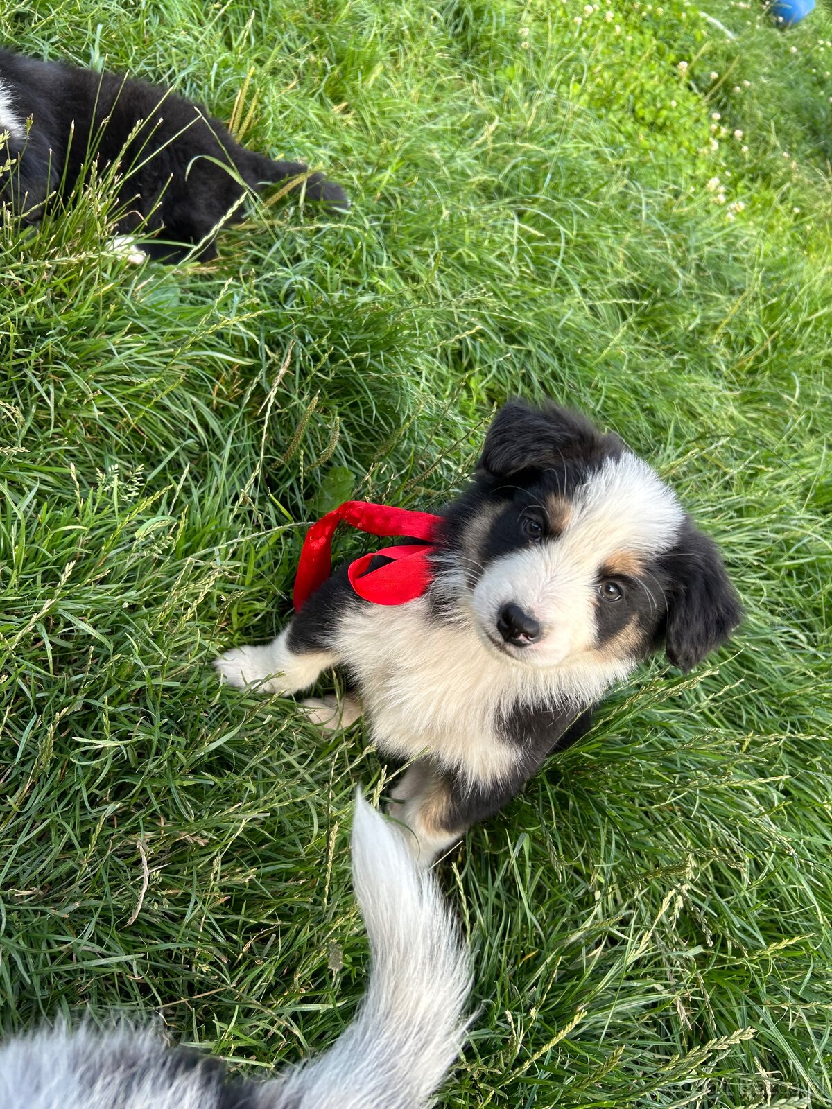 Szczeniaki border collie - 2