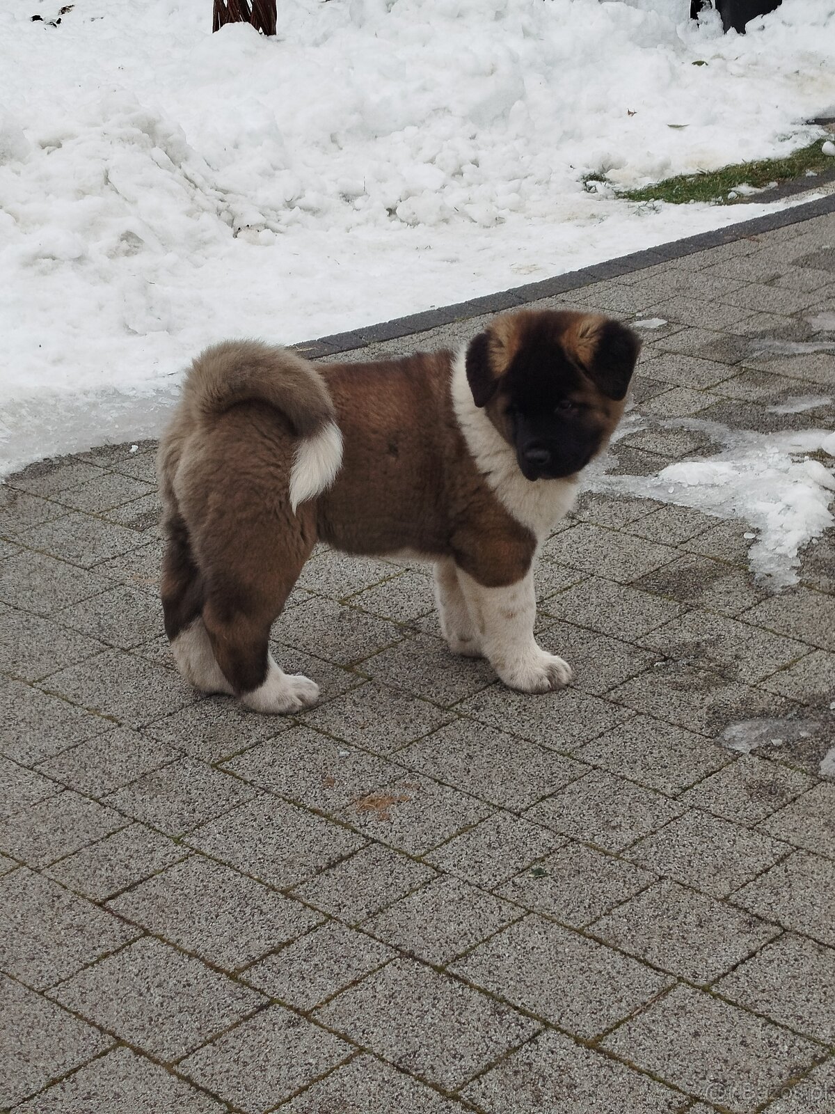 Akita amerykańska pies - 2