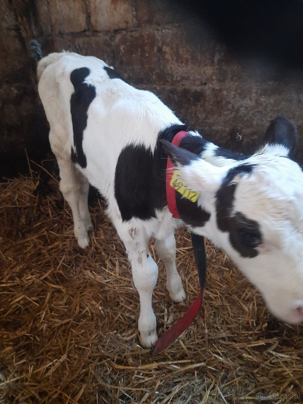 Sprzedam 2 byczki - 2