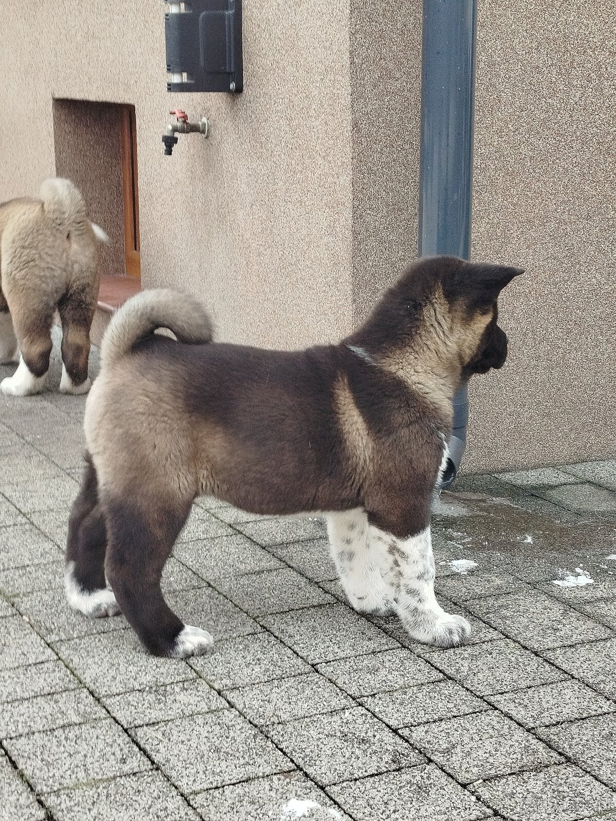 Akita amerykańska suczka - 2