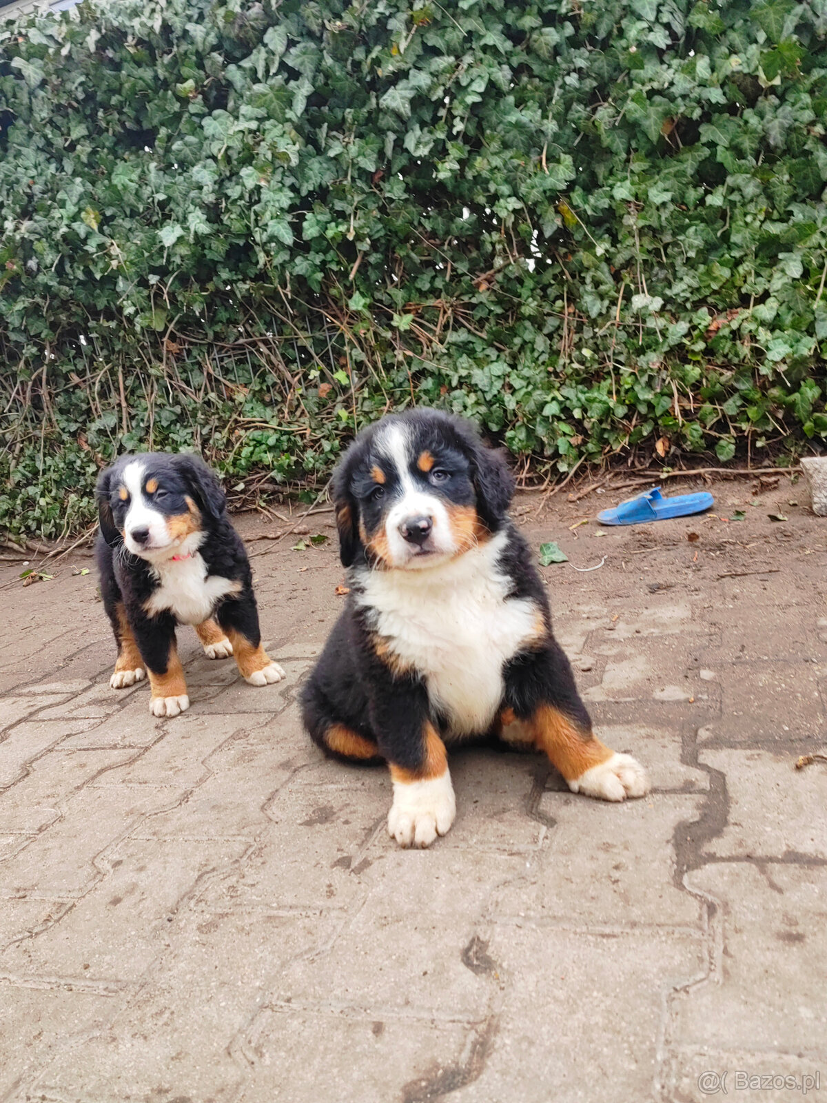 Szczenieta Berneński Pies Pasterski - 2