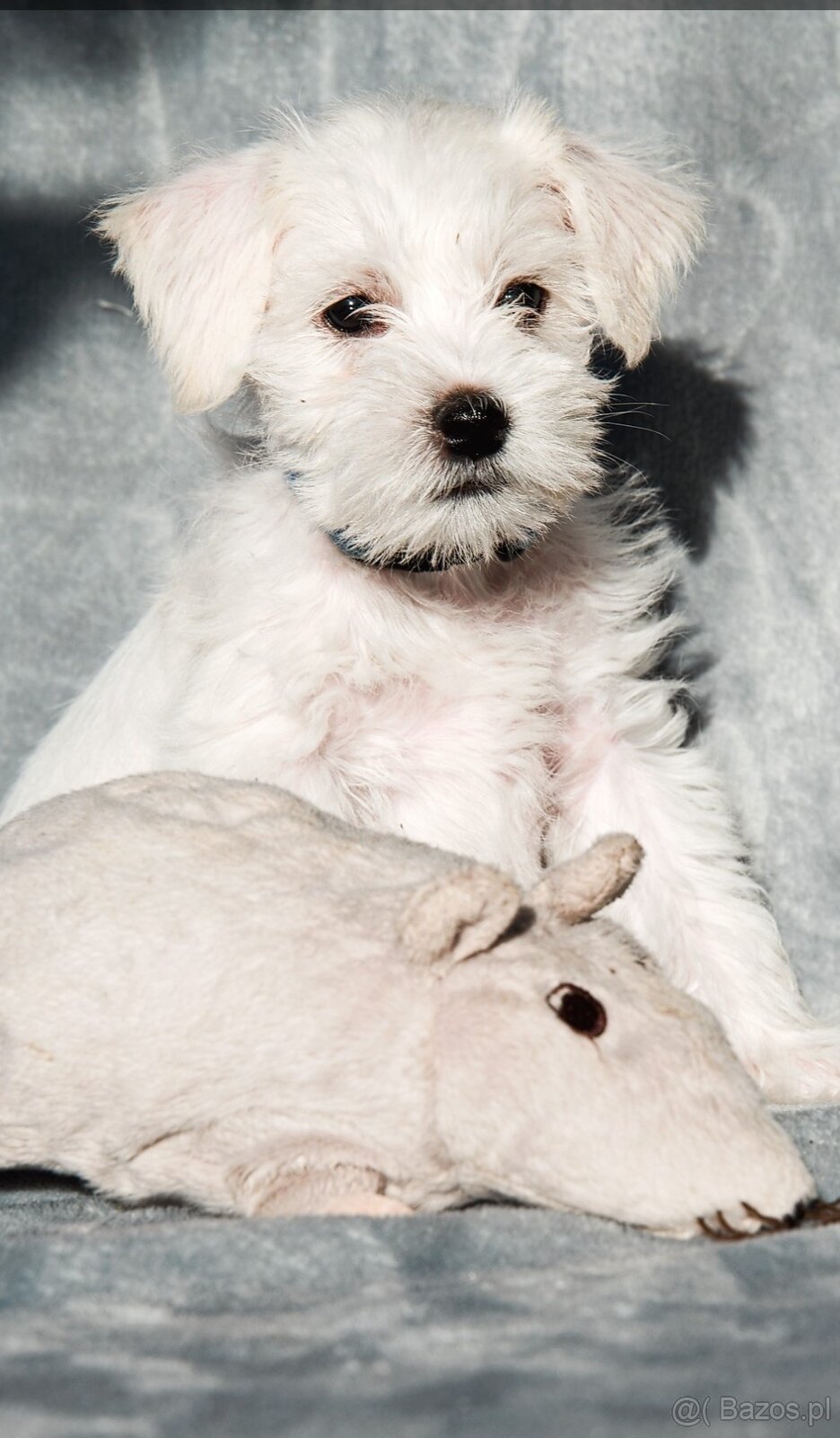 Amerykański sznaucer miniaturowy kolorowy - 2