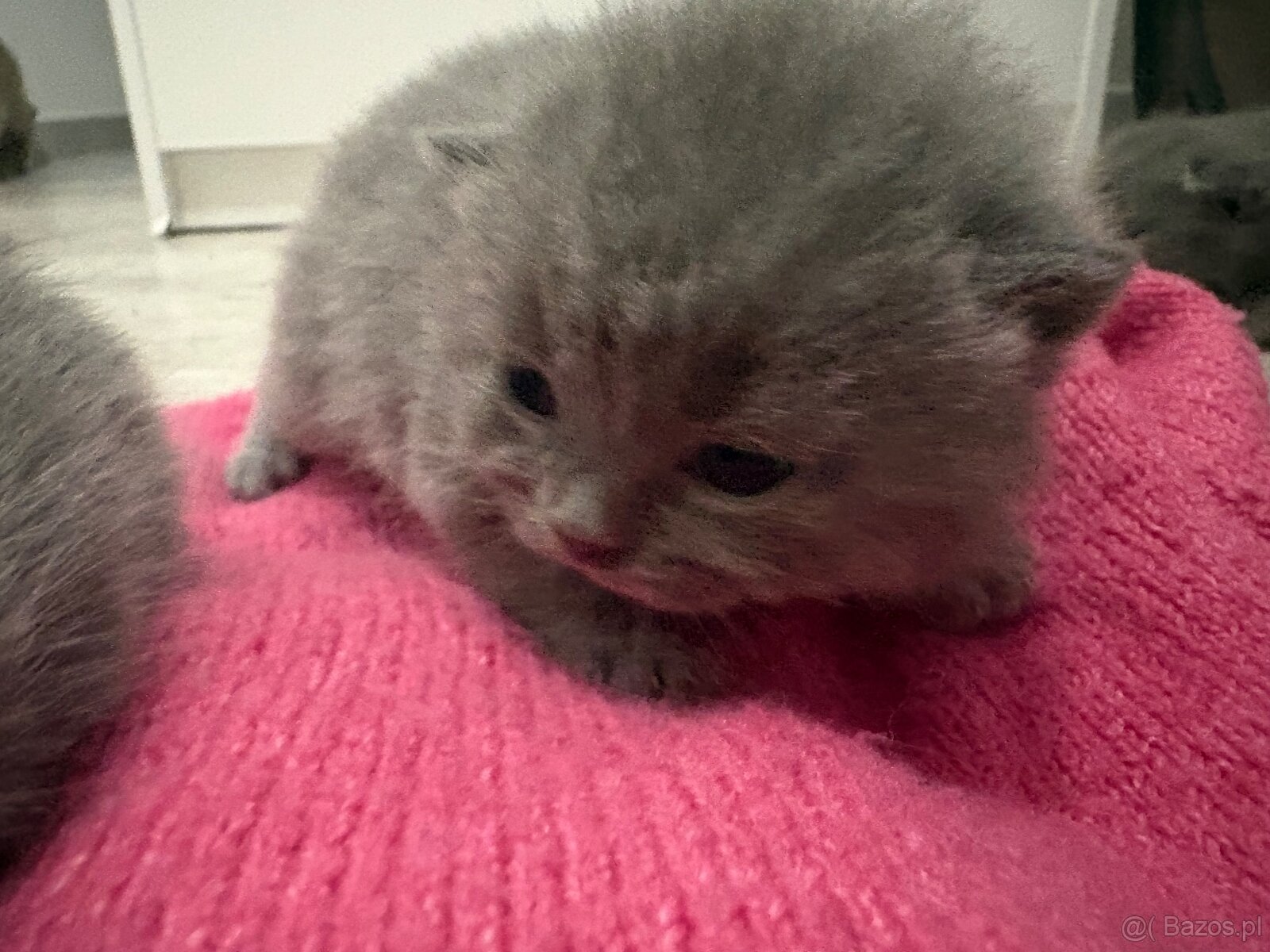 Koty brytyjskie niebieskie krótkowłose z rodowodem - 2