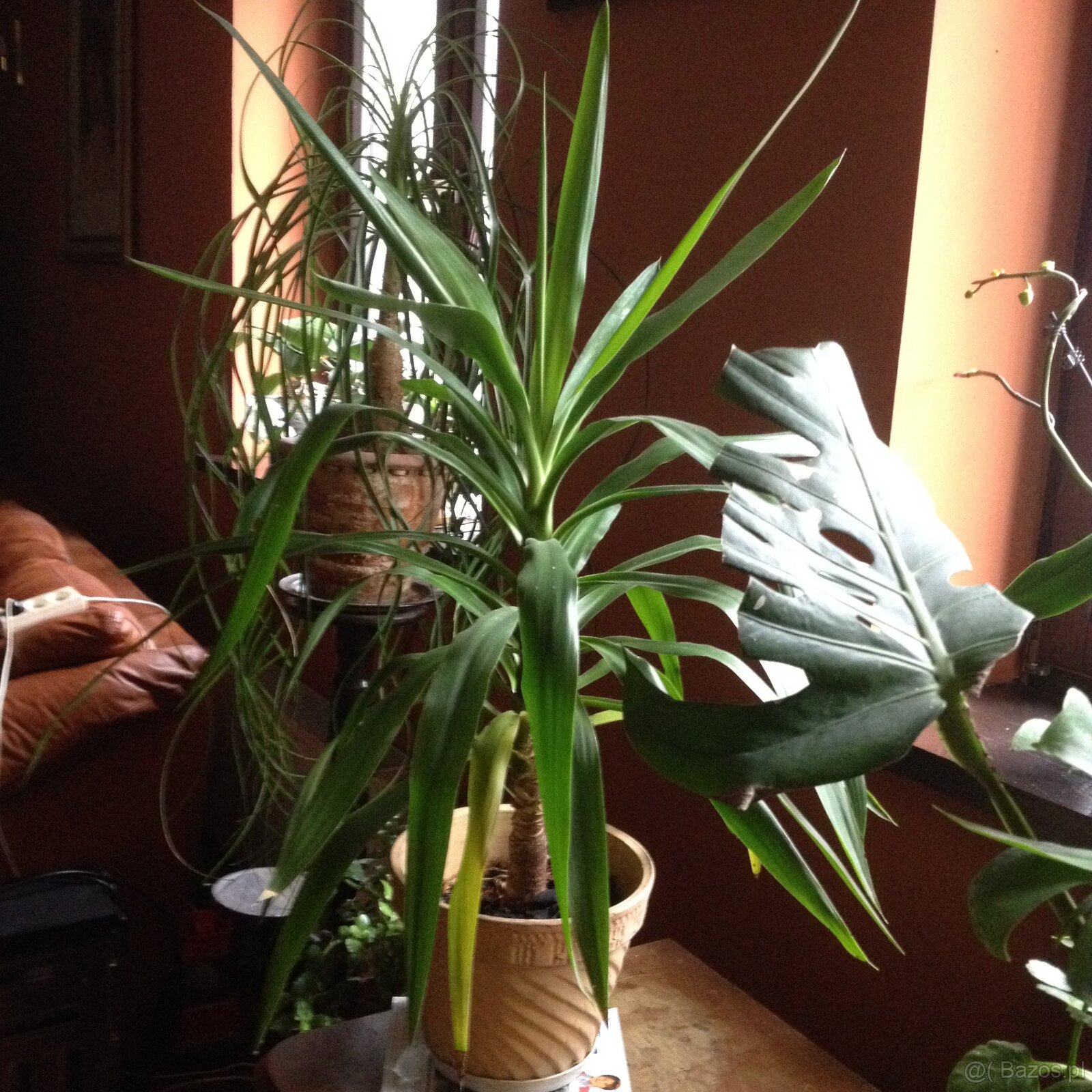 Kiaty doniczkowe - 2