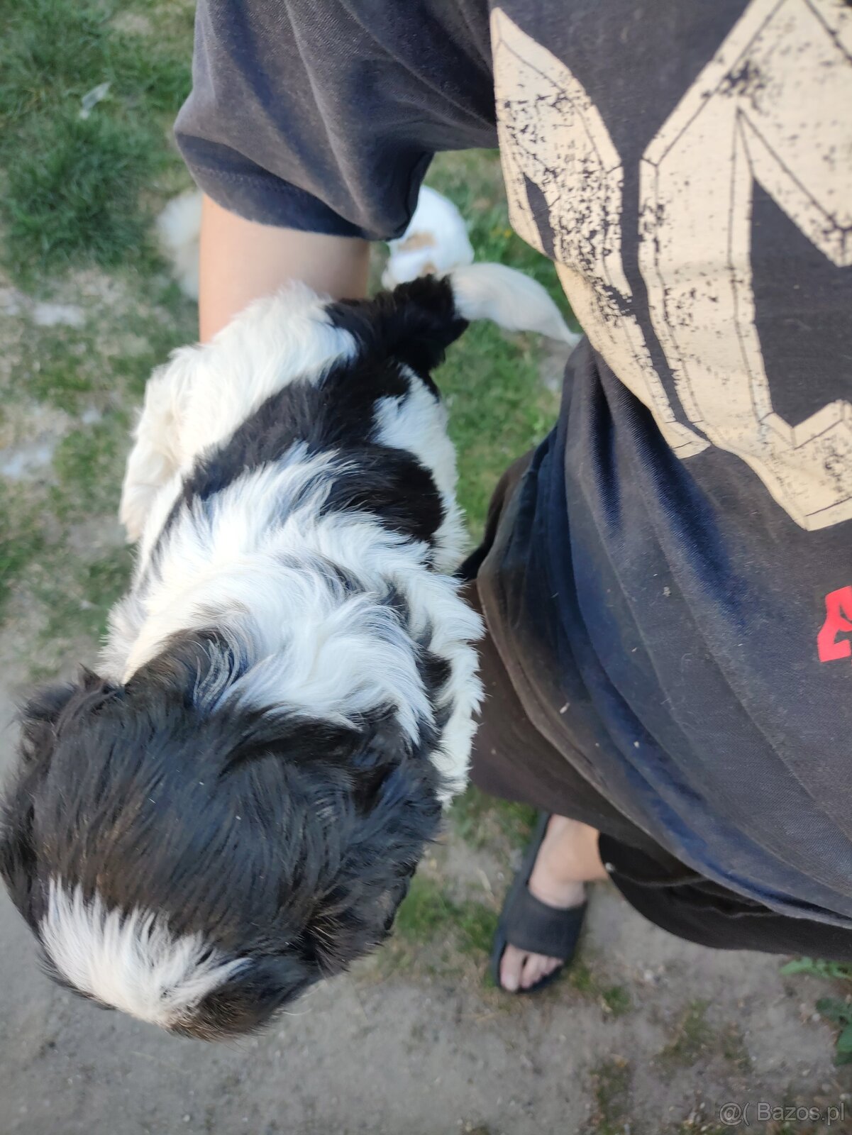 Suczki shih -tzu - 2