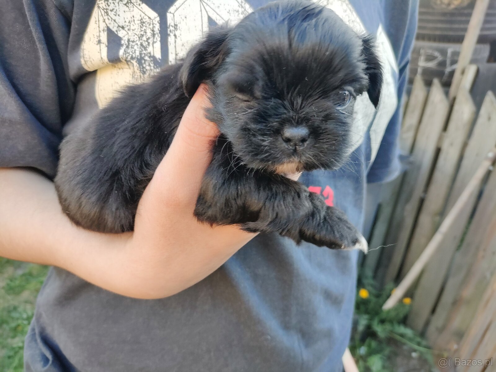 Shih-tzu - 2
