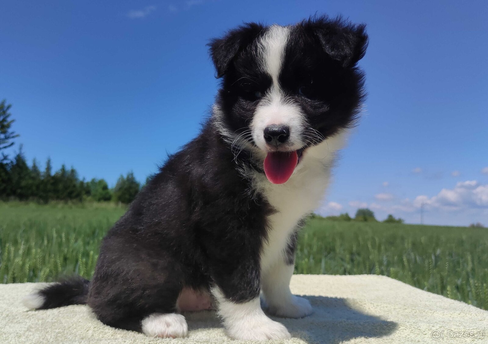 Piękny czarno-biały Border Collie, pies ZAFIR z hodowli, peł - 2