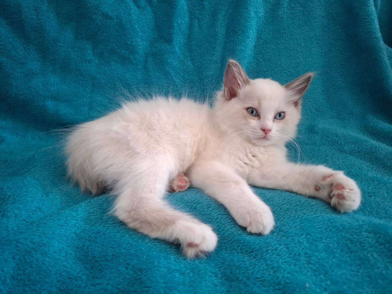 Rodowodowe kocięta Ragdoll - gotowe do zamieszkania - 2