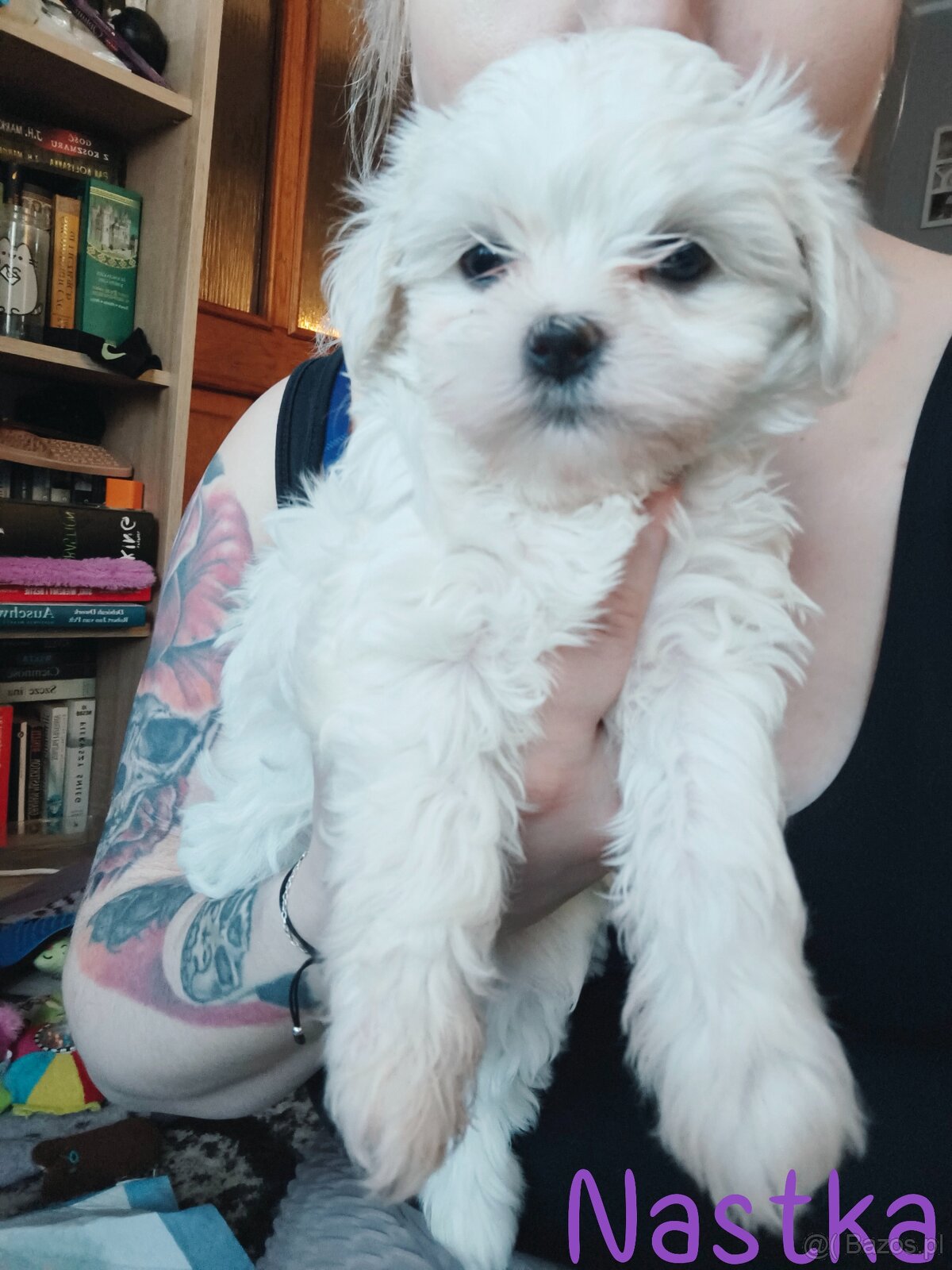 Maltańczyki szczeniaki , maltańczyk - 2