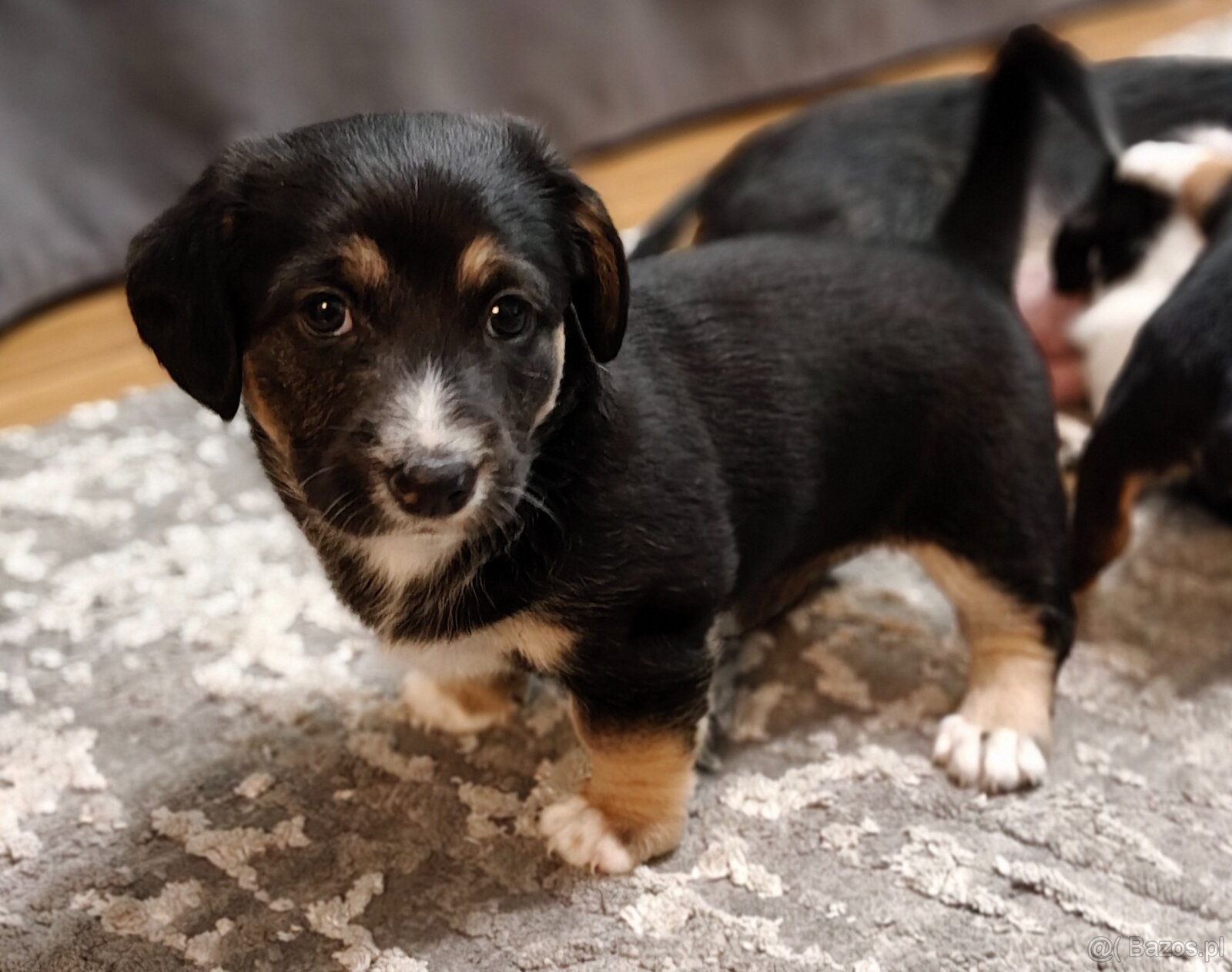 Oddam w dobre ręce - 2