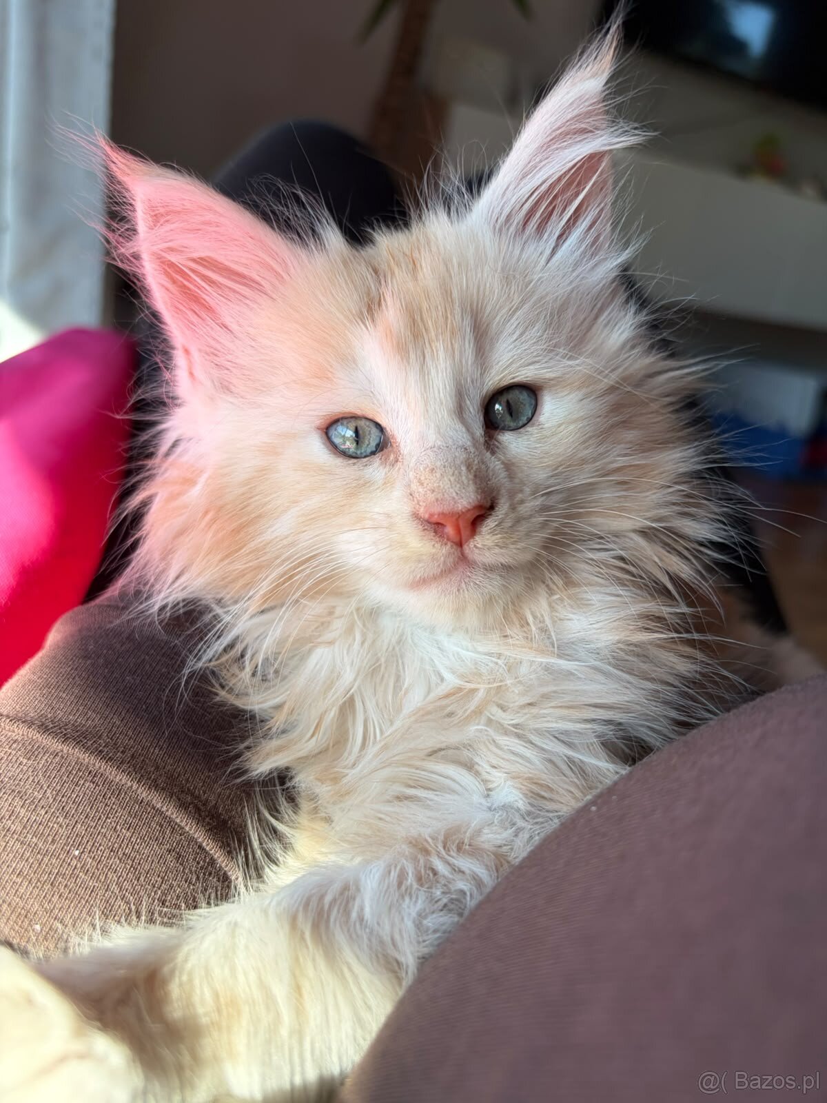 Maine Coon – wyjątkowe kocurki szukają kochających - 2