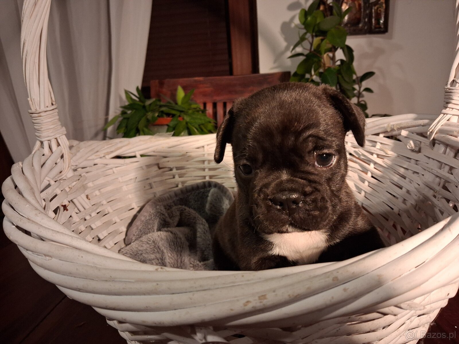 Buldog Francuski pieski - 2