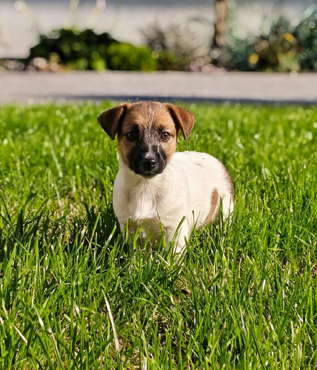 Jack Russell Terrier - suczka - nie do hodowli - 2