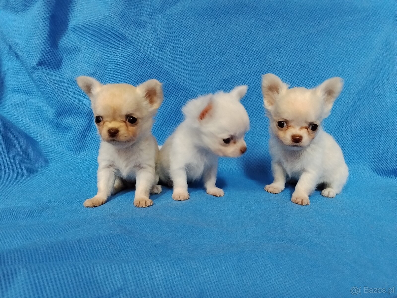 Śliczne malutkie chihuahua - 2