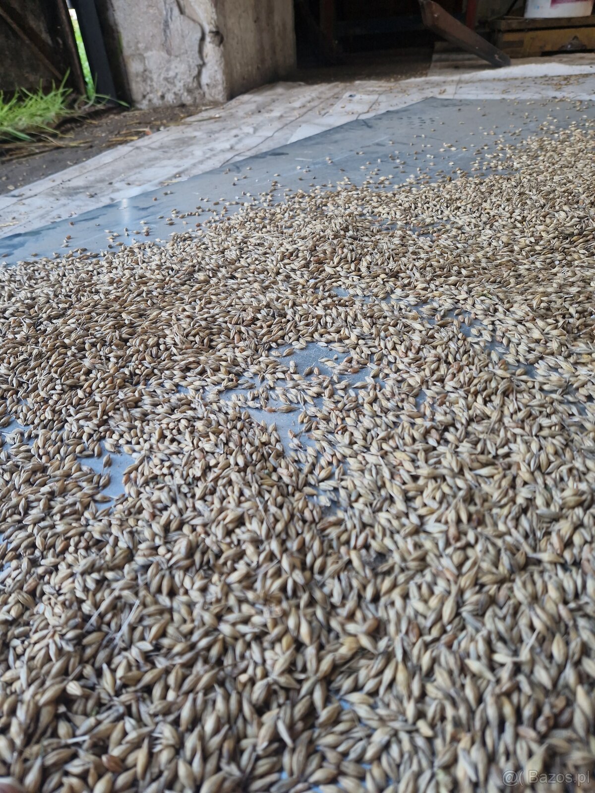 Zboże .jęczmień ozimy - 2