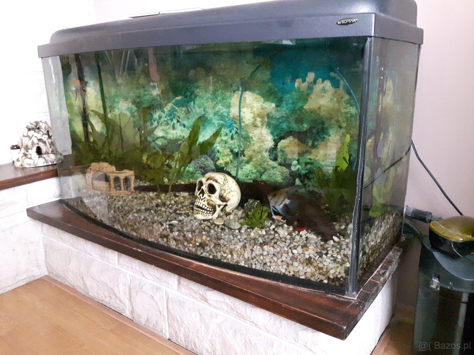 Sprzedam akwarium razem z dobytkiem - 2