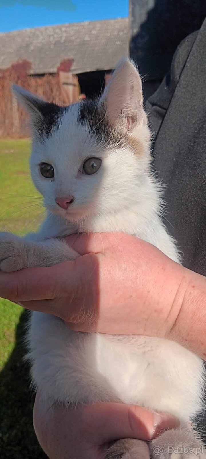 Kotek do adopcji - 2