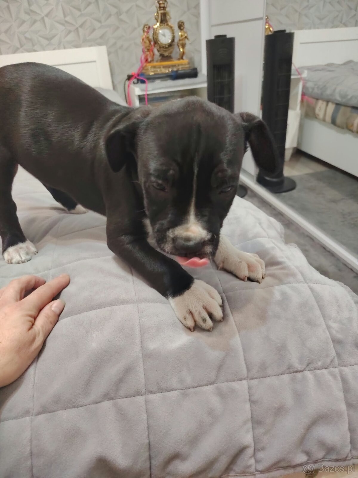 Szczeniak Amstaff - 2