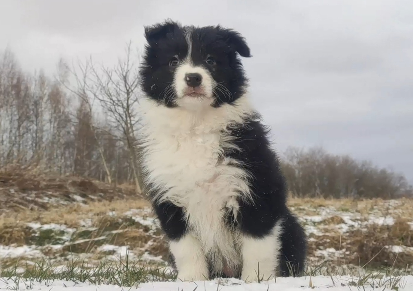 Rasowa Suczka BORDER COLLIE z Hodowli - Szczenię z pełną dok - 2