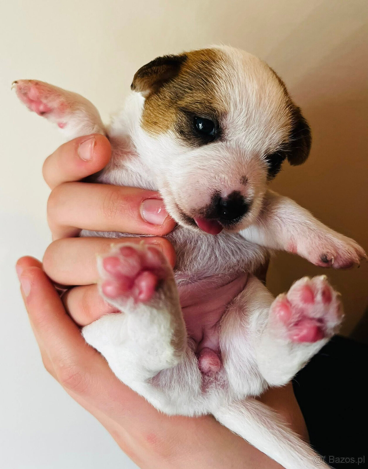 Jack Russell terrier - szczenięta z metrykami ZKwP - 2