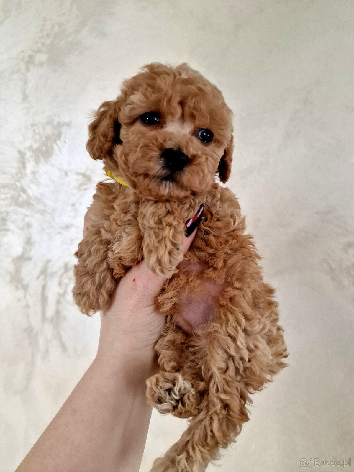 Pudelki toy/miniatura RED po tatusiu FCI - 2