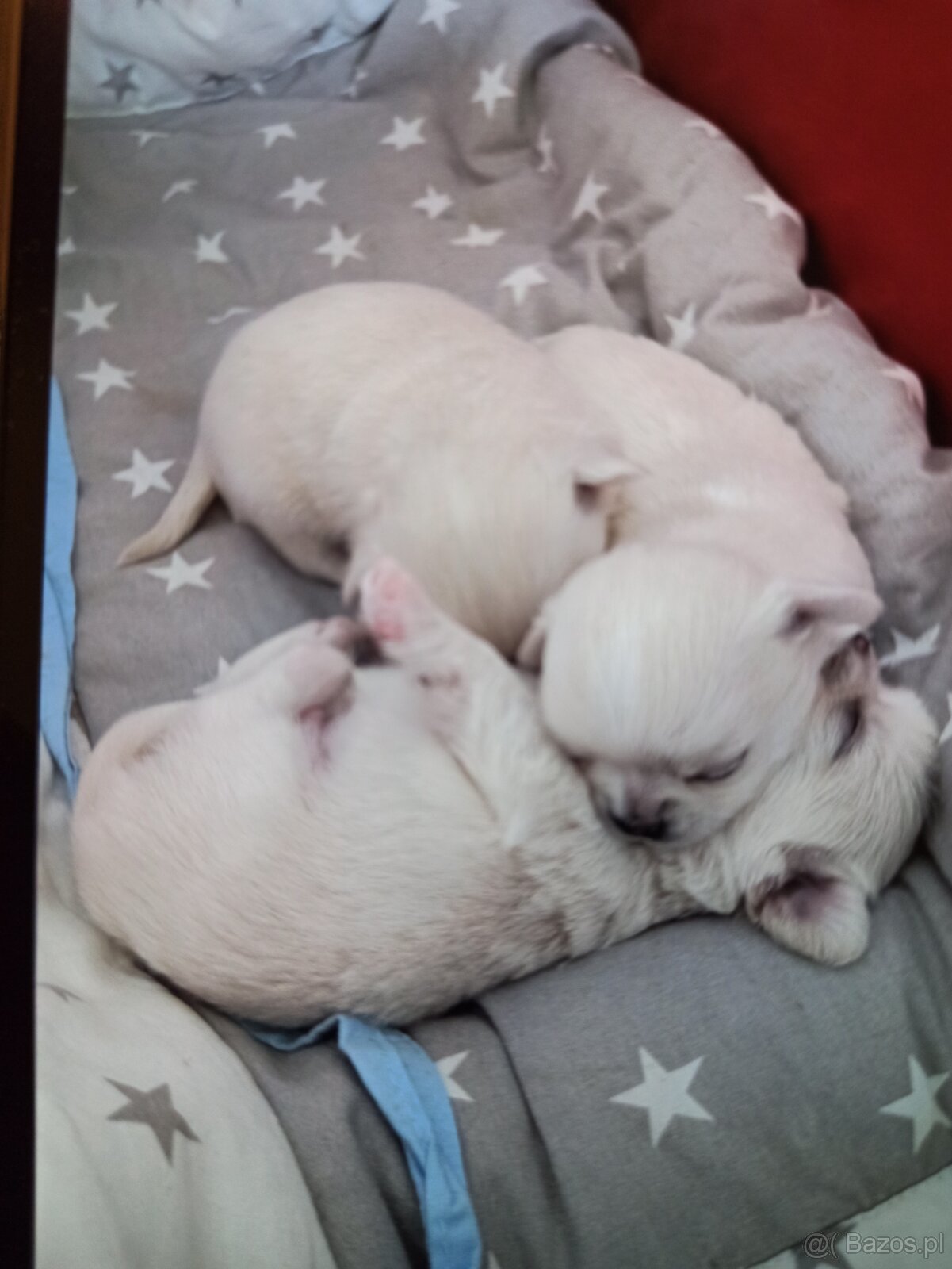 Chihuahua z rodowodem FCI. - 2