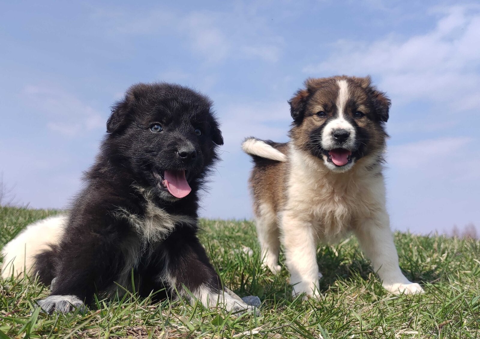 Border Collie - Pies do pasienia na gospodarstwo, pełna dok. - 2
